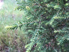 Melaleuca sieberi