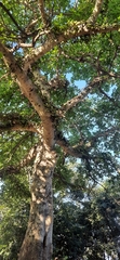 Ficus racemosa