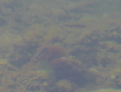 Trachinops caudimaculatus