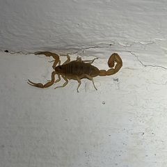 Centruroides testaceus