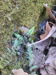 Asplenium resiliens