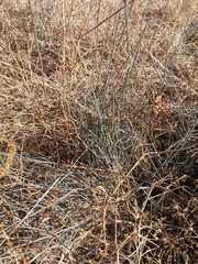 Ephedra pedunculata