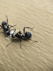 Polyrhachis daemeli