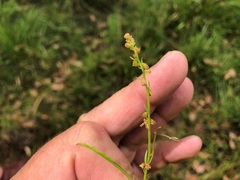 Haloragis heterophylla