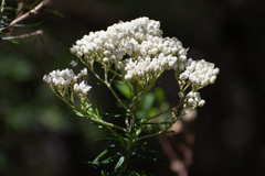 Ozothamnus diosmifolius