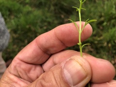 Haloragis heterophylla