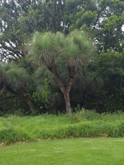 Xanthorrhoea glauca