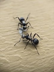 Polyrhachis daemeli