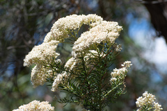 Ozothamnus diosmifolius