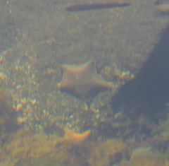 Patiriella regularis