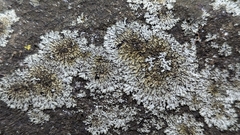 Phaeophyscia