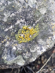 Teloschistaceae