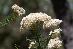 Ozothamnus diosmifolius