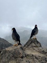 Daptrius carunculatus