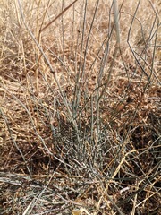 Ephedra pedunculata