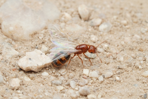 Southern Fire Ant photo 4