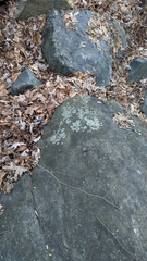 Phaeophyscia