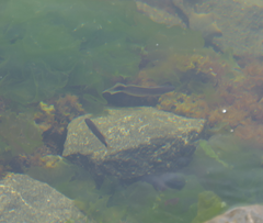 Trachinops caudimaculatus