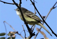 Mecocerculus leucophrys