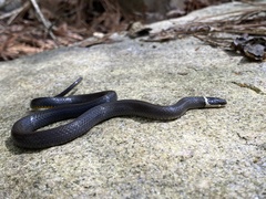 Diadophis punctatus punctatus