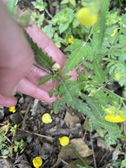 Calceolaria tripartita