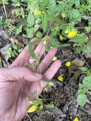 Calceolaria tripartita