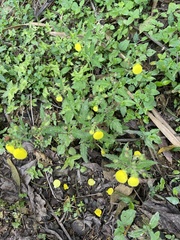 Calceolaria tripartita