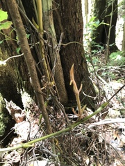 Pseudovanilla foliata