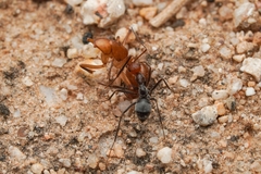 Myrmecocystus melliger