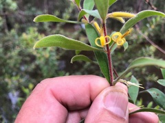 Persoonia sericea