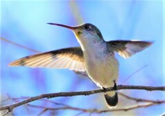 Elliotomyia chionogaster