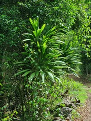 Cordyline petiolaris