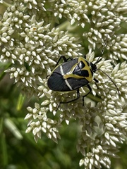 Commius elegans