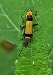 Chauliognathus imperialis