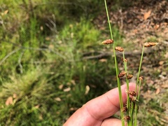 Fimbristylis nutans