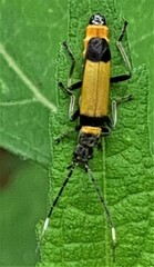 Chauliognathus imperialis