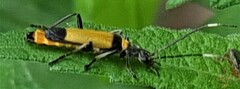 Chauliognathus imperialis