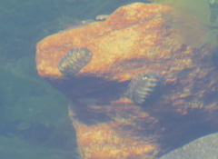 Sypharochiton pelliserpentis