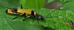 Chauliognathus imperialis