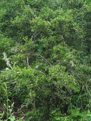 Alyxia ruscifolia ruscifolia