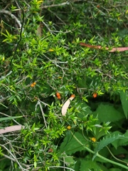 Alyxia ruscifolia ruscifolia