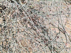 Ephedra pedunculata