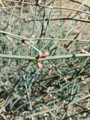 Ephedra pedunculata