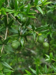 Alyxia ruscifolia ruscifolia