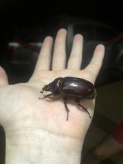 Strategus aloeus