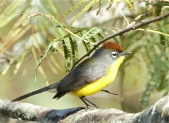 Myioborus brunniceps