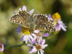 Pyrgus armoricanus