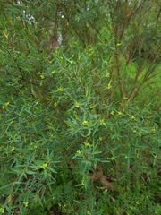 Thymelaeaceae