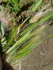 Hordeum
