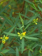 Thymelaeaceae